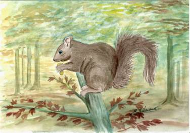 Ecureuil de profil sur branche